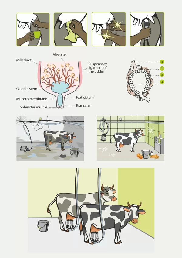 Ilustrāciju izstrāde grāmatai par piensaimniecību Āfrikas tirgum